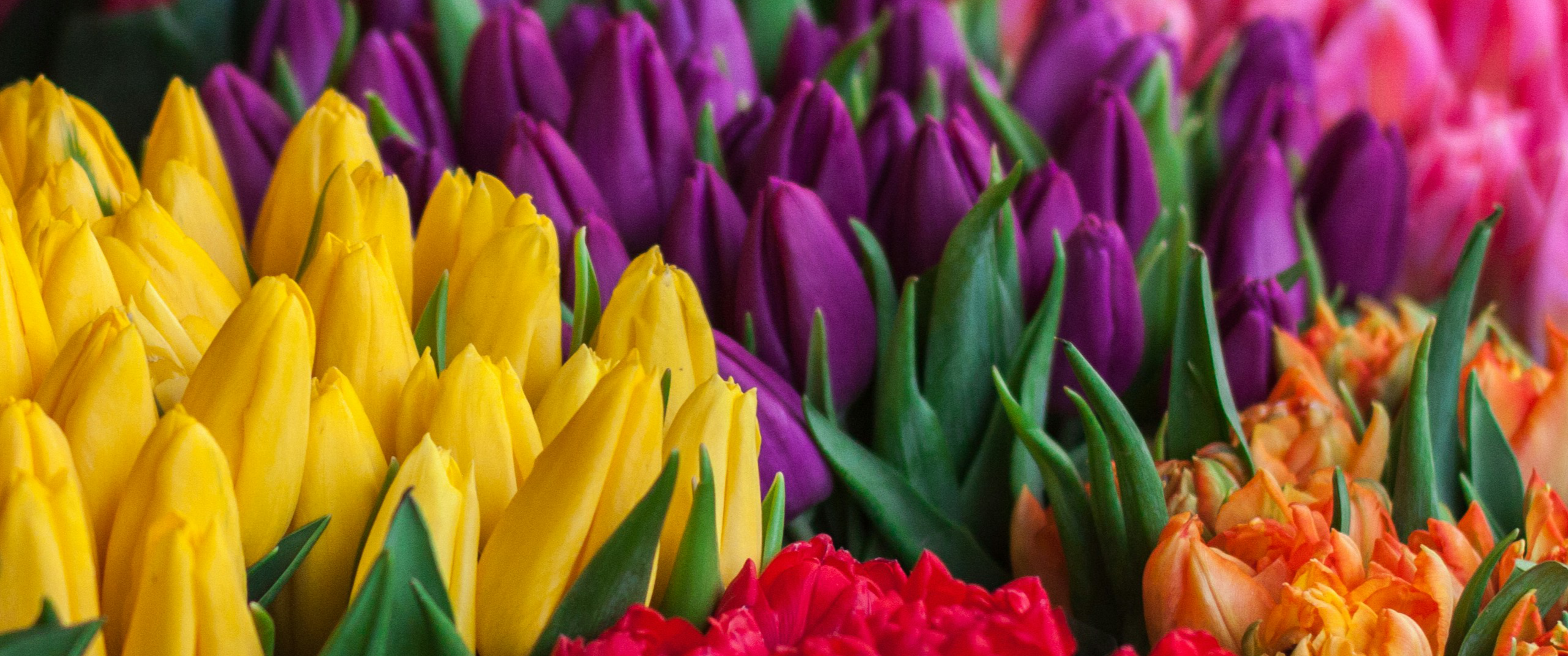 Tulpen in verschiedenen Farben